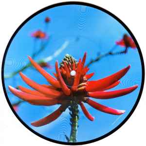 Depeche Mode -Precious-2006 – Europe Vinyl, 7", 45 RPM, Single, Limited Edition, Numbered *New*