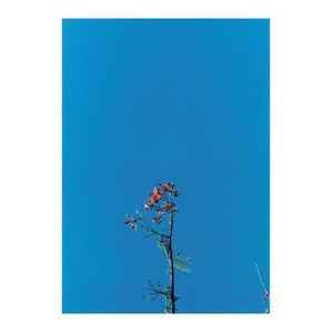 Joanna Newsom - Joanna Newsom & The Ys Street Band E.P.-2007 – US Vinyl, 12", EP, 33 ⅓ RPM